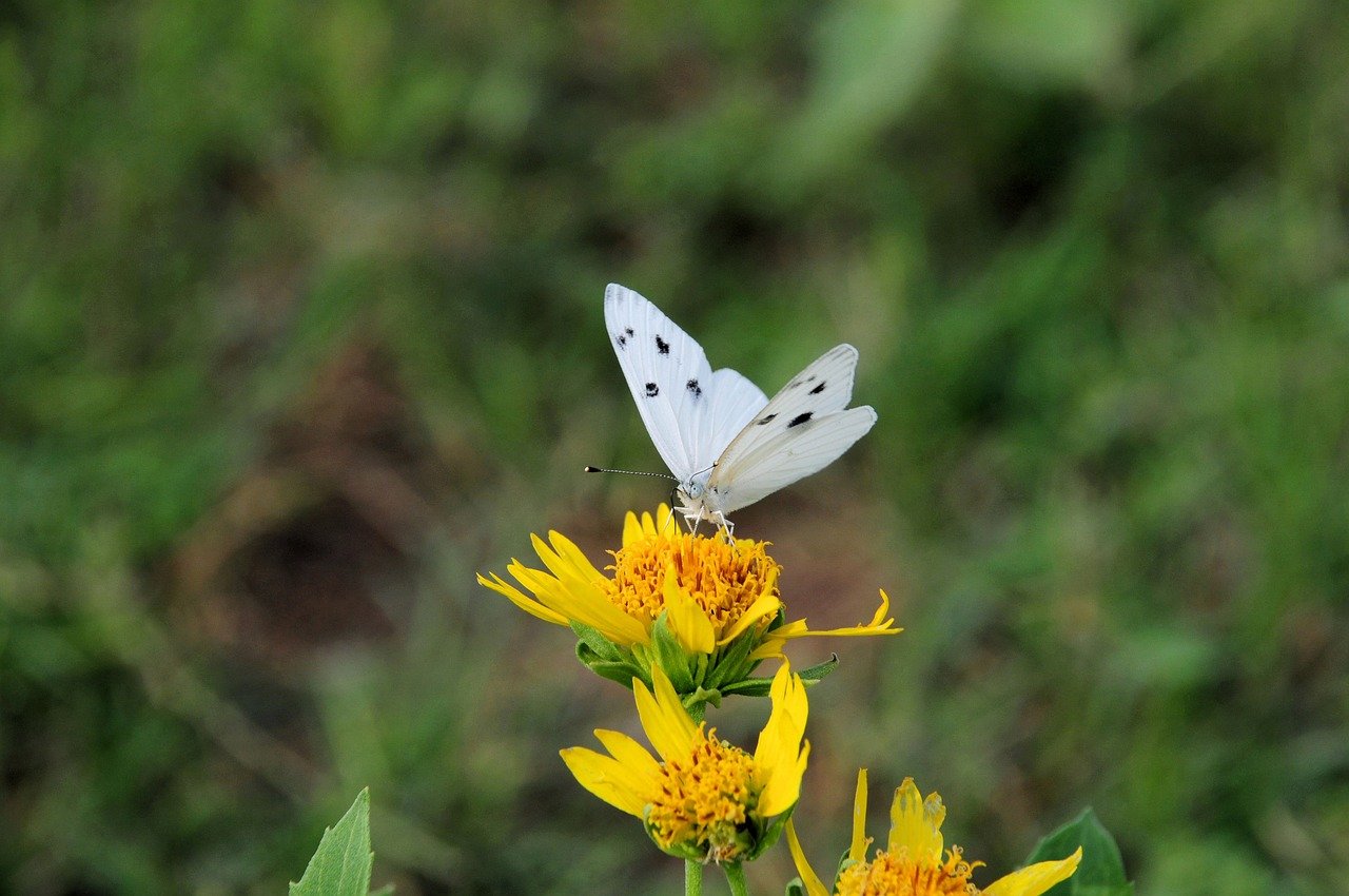 Stamatina Diakoumea